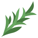 rosemary